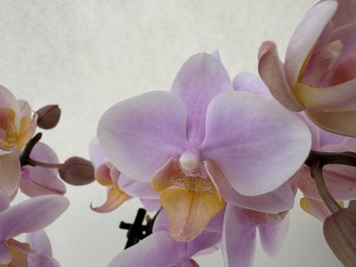 A close-up of a Phalaenopsis orchid with large, fully open flowers in a delicate lavender-pink hue. Each flower has a yellow-orange lip with fine reddish speckles. In the background are buds and partially open flowers.